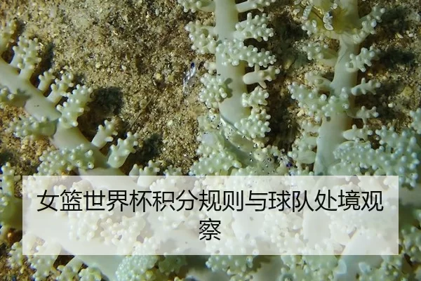 女篮世界杯积分规则与球队处境观察